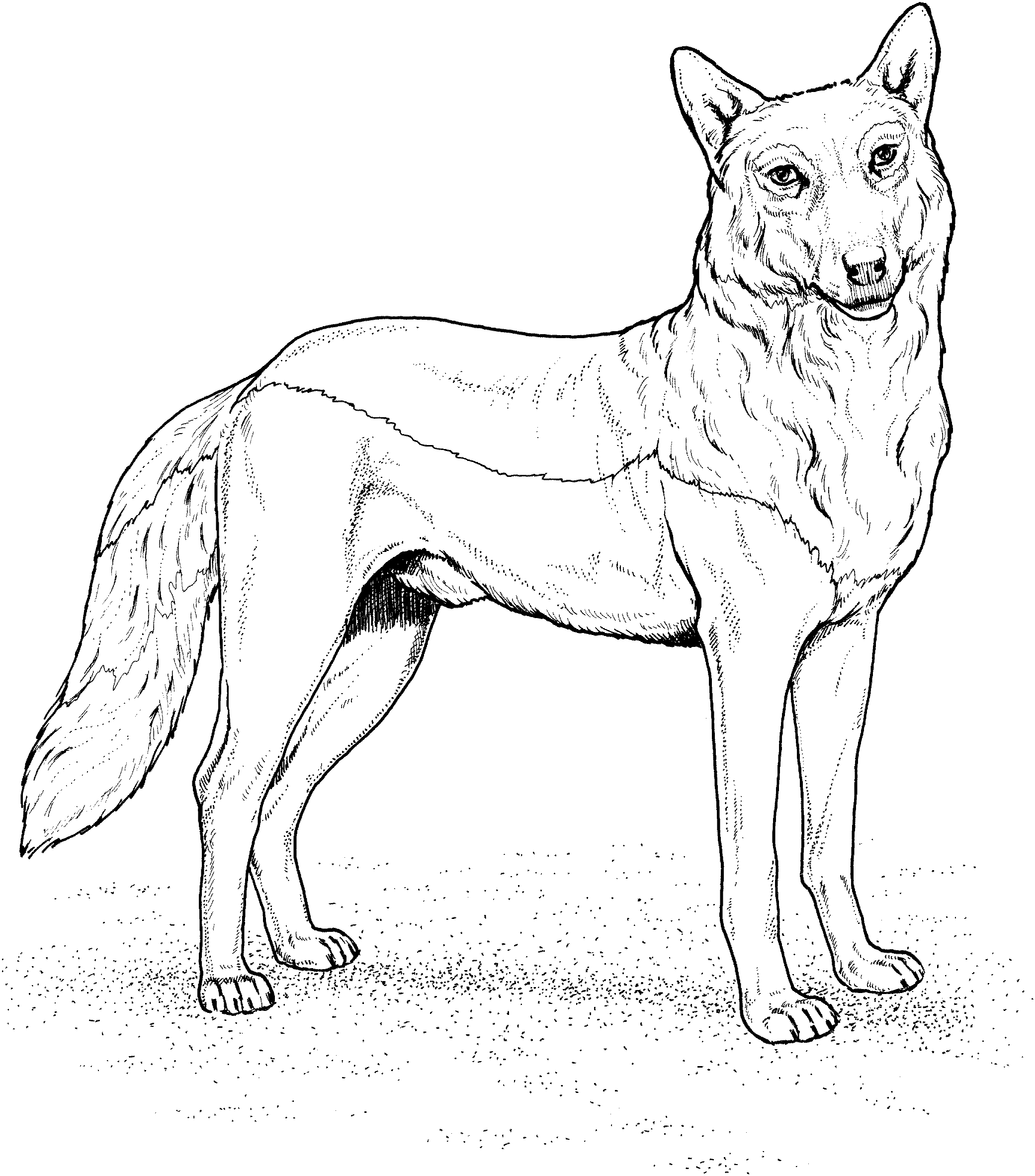 Dibujo para colorear: Lobo (Animales) #10443 - Dibujos para Colorear e Imprimir Gratis