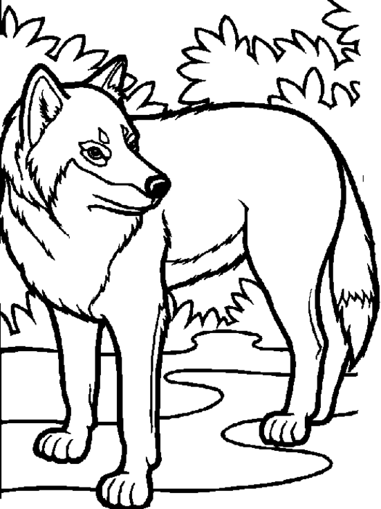 Dibujo para colorear: Lobo (Animales) #10448 - Dibujos para Colorear e Imprimir Gratis