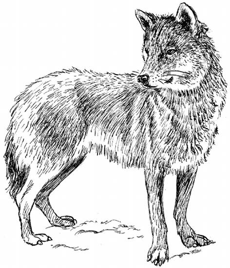 Dibujo para colorear: Lobo (Animales) #10473 - Dibujos para Colorear e Imprimir Gratis