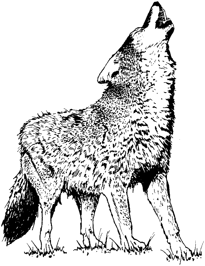 Dibujo para colorear: Lobo (Animales) #10483 - Dibujos para Colorear e Imprimir Gratis