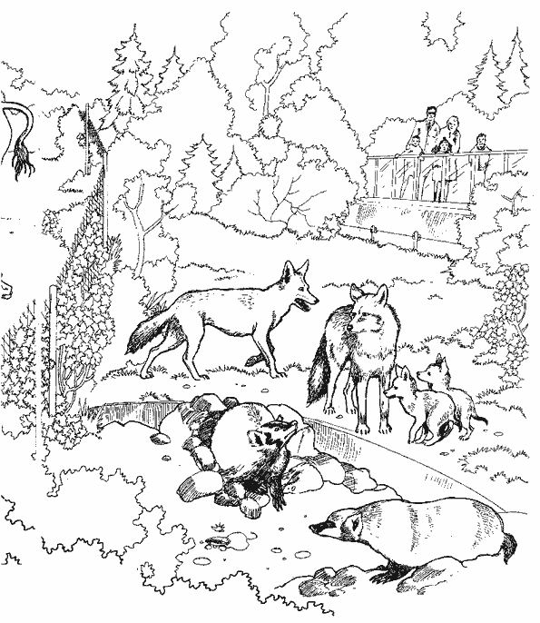 Dibujo para colorear: Lobo (Animales) #10540 - Dibujos para Colorear e Imprimir Gratis