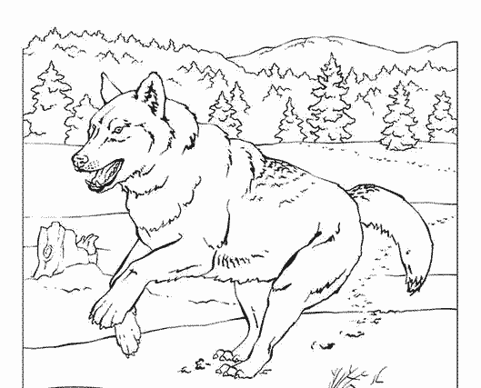 Dibujo para colorear: Lobo (Animales) #10543 - Dibujos para Colorear e Imprimir Gratis