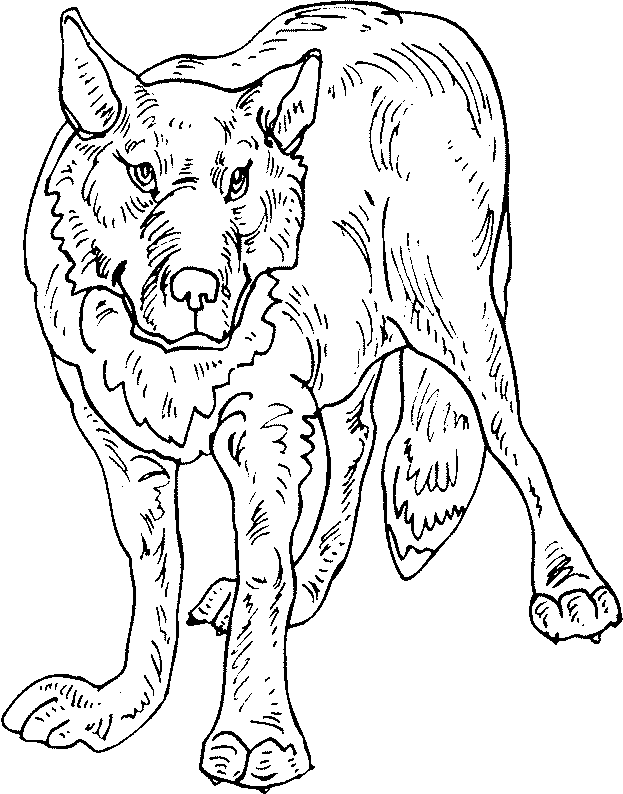 Dibujo para colorear: Lobo (Animales) #10547 - Dibujos para Colorear e Imprimir Gratis