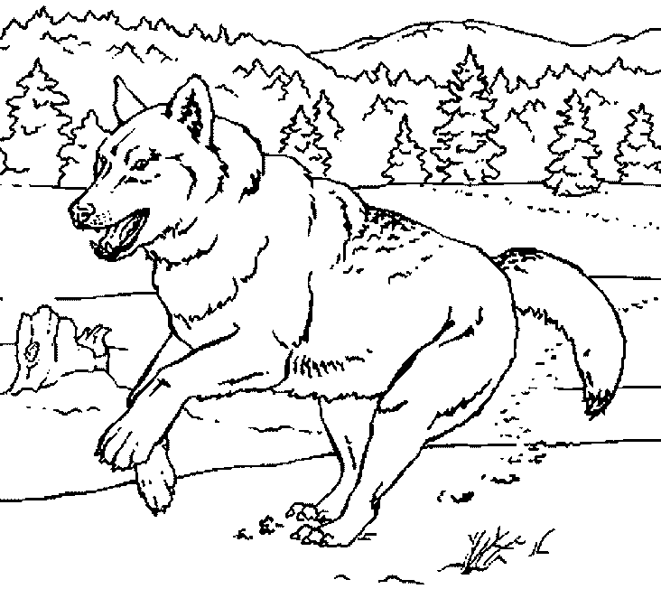Dibujo para colorear: Lobo (Animales) #10555 - Dibujos para Colorear e Imprimir Gratis