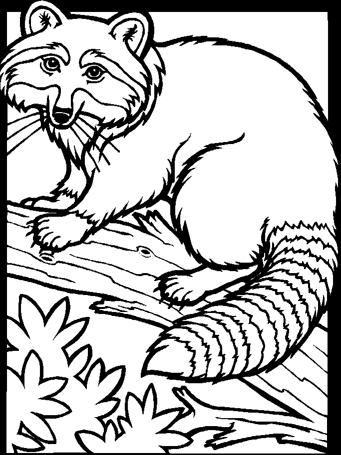 Dibujo para colorear: Mapache (Animales) #19991 - Dibujos para Colorear e Imprimir Gratis