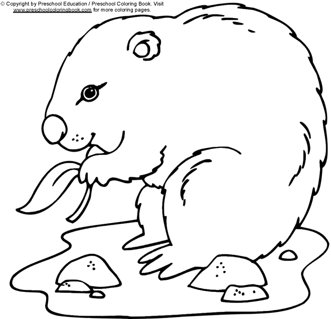 Dibujo para colorear: Marmota (Animales) #10899 - Dibujos para Colorear e Imprimir Gratis