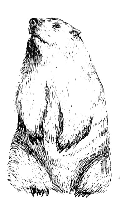 Dibujo para colorear: Marmota (Animales) #10910 - Dibujos para Colorear e Imprimir Gratis