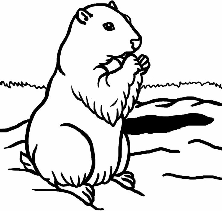 Dibujo para colorear: Marmota (Animales) #10955 - Dibujos para Colorear e Imprimir Gratis