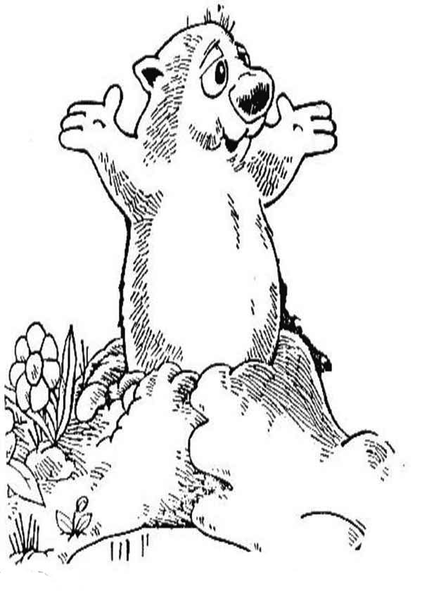 Dibujo para colorear: Marmota (Animales) #10963 - Dibujos para Colorear e Imprimir Gratis