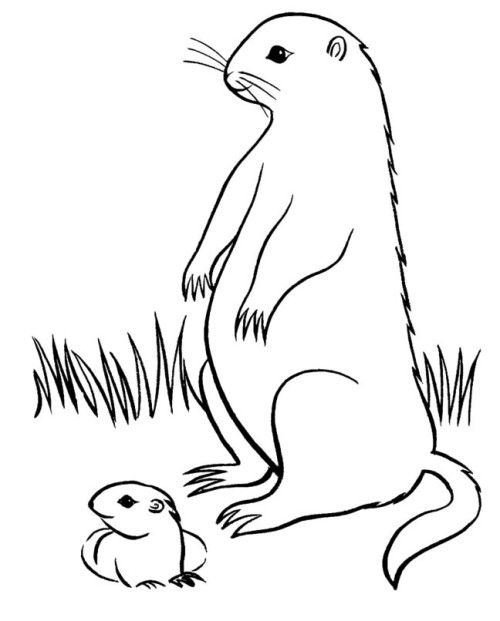 Dibujo para colorear: Marmota (Animales) #10978 - Dibujos para Colorear e Imprimir Gratis