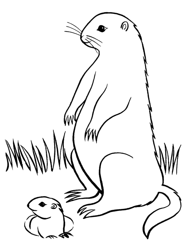 Dibujo para colorear: Marmota (Animales) #10999 - Dibujos para Colorear e Imprimir Gratis