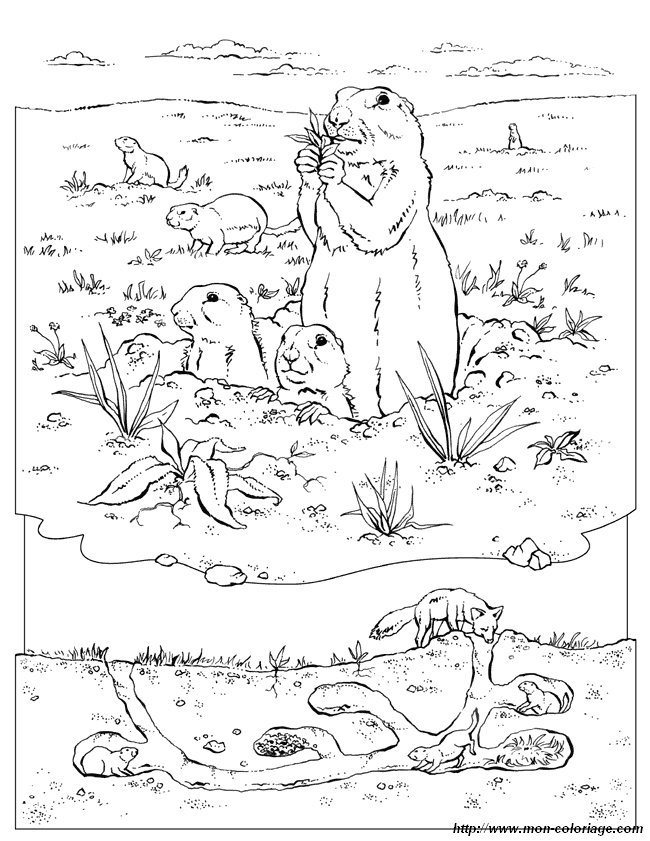 Dibujo para colorear: Marmota (Animales) #11051 - Dibujos para Colorear e Imprimir Gratis