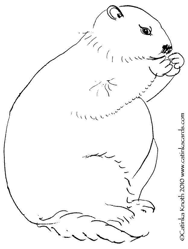 Dibujo para colorear: Marmota (Animales) #11073 - Dibujos para Colorear e Imprimir Gratis