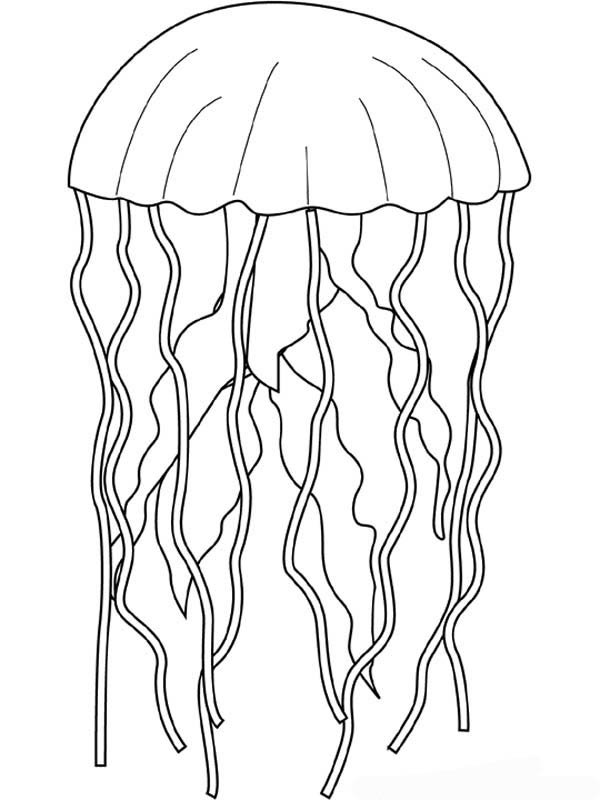 Dibujo para colorear: Medusa (Animales) #20383 - Dibujos para Colorear e Imprimir Gratis