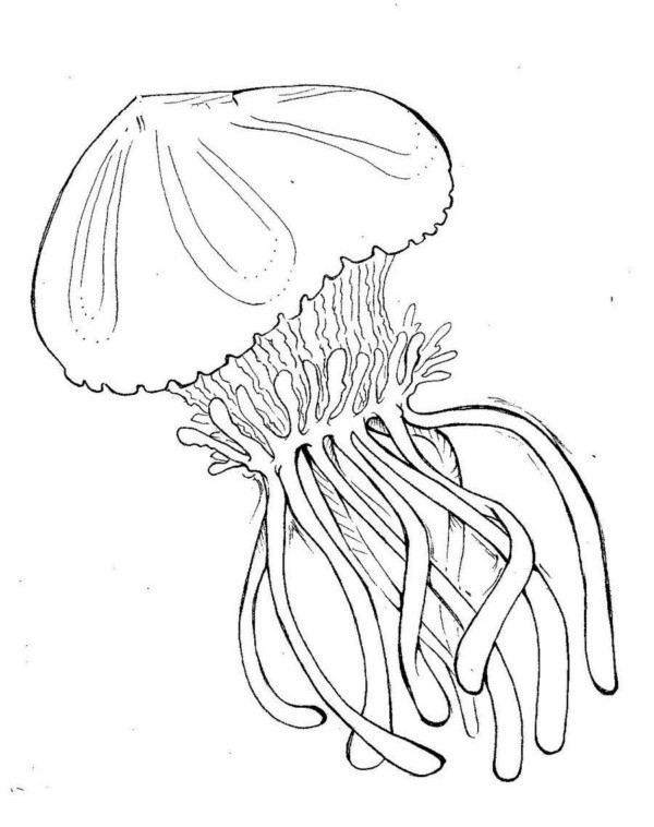 Dibujo para colorear: Medusa (Animales) #20397 - Dibujos para Colorear e Imprimir Gratis