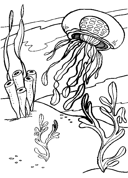Dibujo para colorear: Medusa (Animales) #20407 - Dibujos para Colorear e Imprimir Gratis