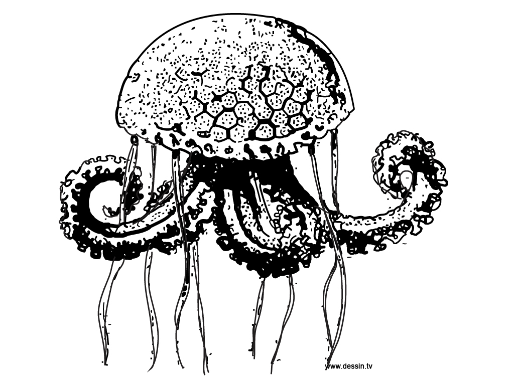 Dibujo para colorear: Medusa (Animales) #20435 - Dibujos para Colorear e Imprimir Gratis
