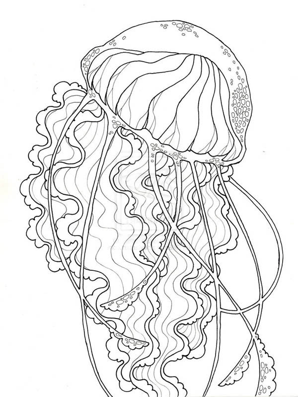 Dibujo para colorear: Medusa (Animales) #20463 - Dibujos para Colorear e Imprimir Gratis