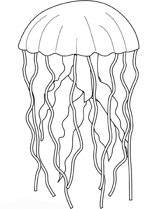 Dibujo para colorear: Medusa (Animales) #20483 - Dibujos para Colorear e Imprimir Gratis