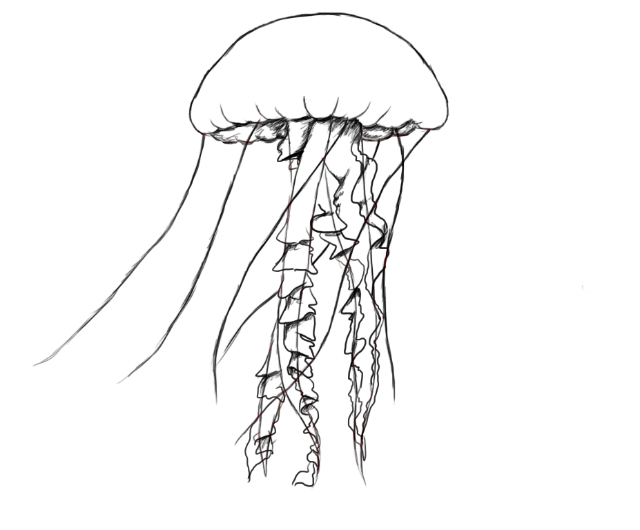Dibujo para colorear: Medusa (Animales) #20559 - Dibujos para Colorear e Imprimir Gratis