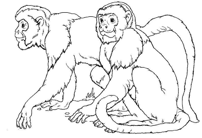 Dibujo para colorear: Mono (Animales) #14177 - Dibujos para Colorear e Imprimir Gratis
