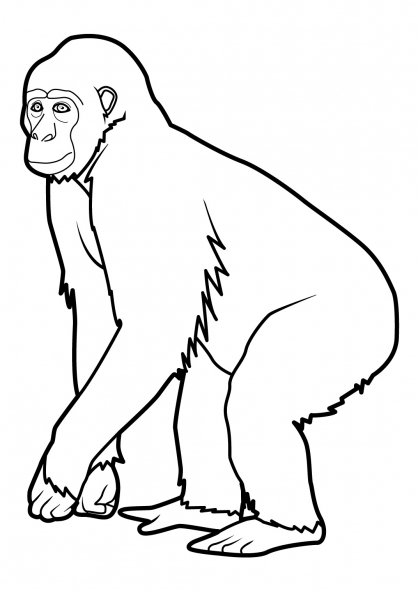 Dibujo para colorear: Mono (Animales) #14196 - Dibujos para Colorear e Imprimir Gratis