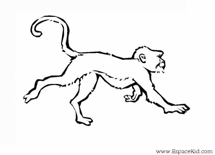 Dibujo para colorear: Mono (Animales) #14214 - Dibujos para Colorear e Imprimir Gratis
