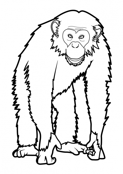 Dibujo para colorear: Mono (Animales) #14220 - Dibujos para Colorear e Imprimir Gratis