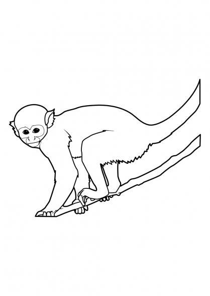 Dibujo para colorear: Mono (Animales) #14225 - Dibujos para Colorear e Imprimir Gratis
