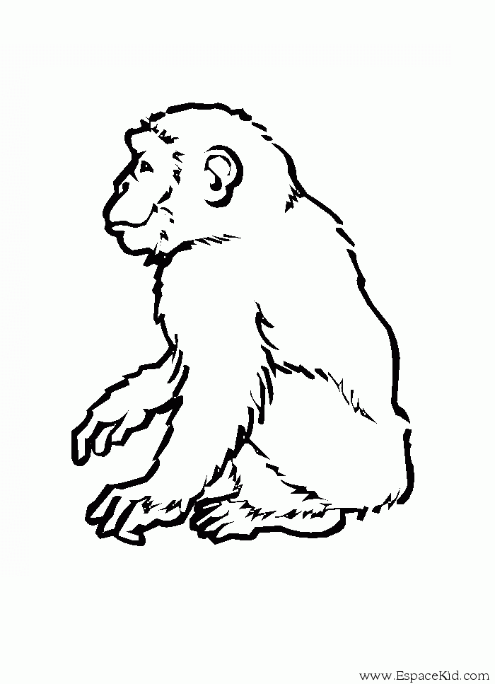 Dibujo para colorear: Mono (Animales) #14295 - Dibujos para Colorear e Imprimir Gratis