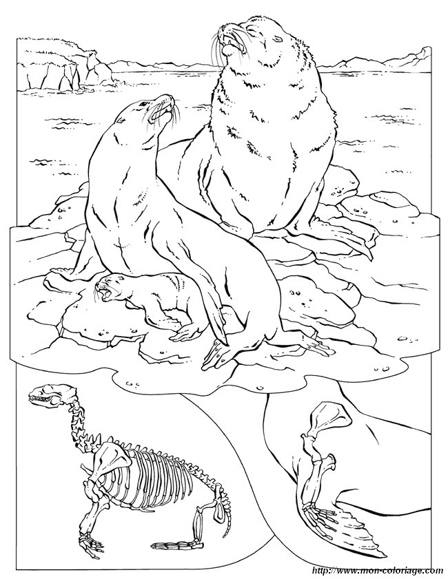 Dibujo para colorear: Morsa (Animales) #16606 - Dibujos para Colorear e Imprimir Gratis