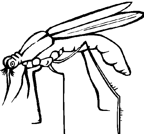Dibujo para colorear: Mosquito (Animales) #11324 - Dibujos para Colorear e Imprimir Gratis