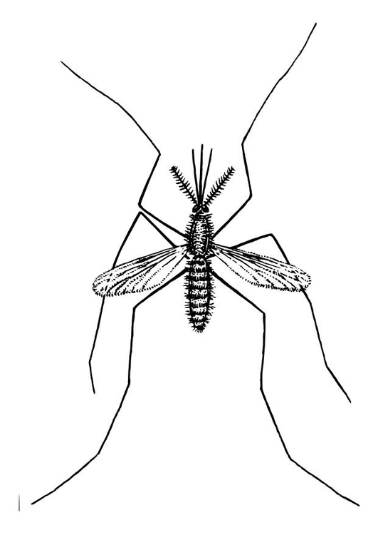 Dibujo para colorear: Mosquito (Animales) #11325 - Dibujos para Colorear e Imprimir Gratis