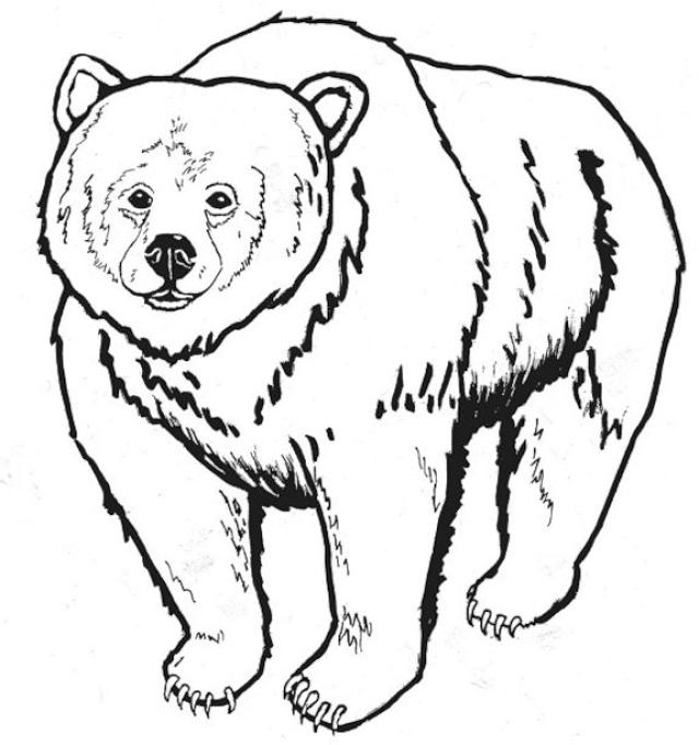 Dibujo para colorear: Oso (Animales) #12244 - Dibujos para Colorear e Imprimir Gratis