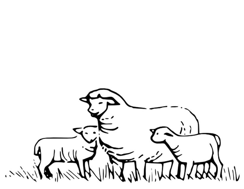 Dibujo para colorear: Oveja (Animales) #11415 - Dibujos para Colorear e Imprimir Gratis