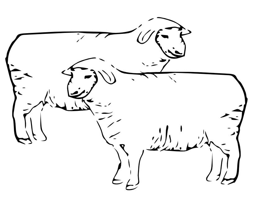 Dibujo para colorear: Oveja (Animales) #11476 - Dibujos para Colorear e Imprimir Gratis