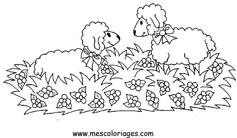 Dibujo para colorear: Oveja (Animales) #11516 - Dibujos para Colorear e Imprimir Gratis