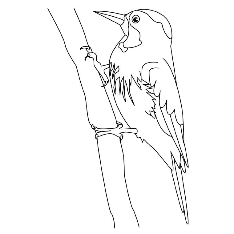 Dibujo para colorear: Pájaro carpintero (Animales) #16680 - Dibujos para Colorear e Imprimir Gratis