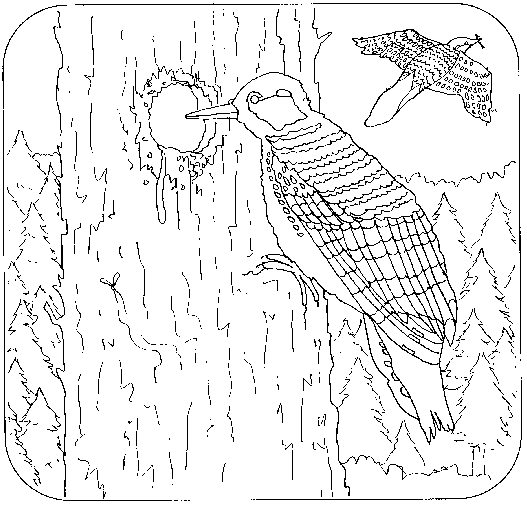 Dibujo para colorear: Pájaro carpintero (Animales) #16683 - Dibujos para Colorear e Imprimir Gratis