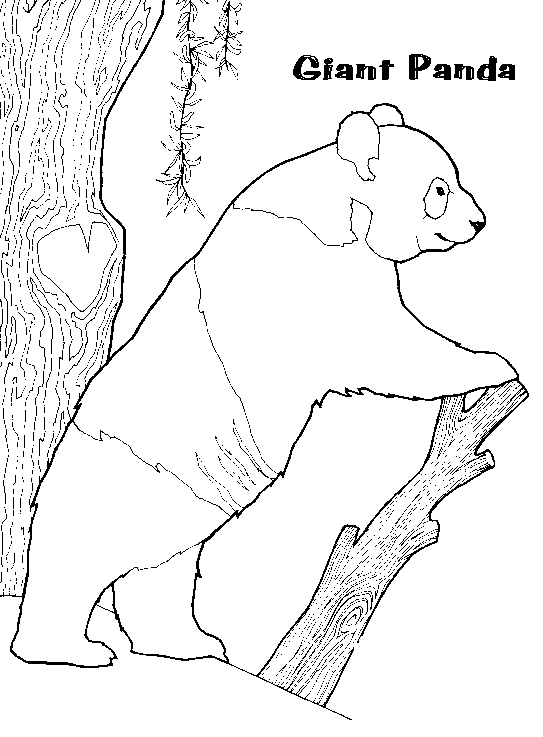 Dibujo para colorear: Panda (Animales) #12508 - Dibujos para Colorear e Imprimir Gratis