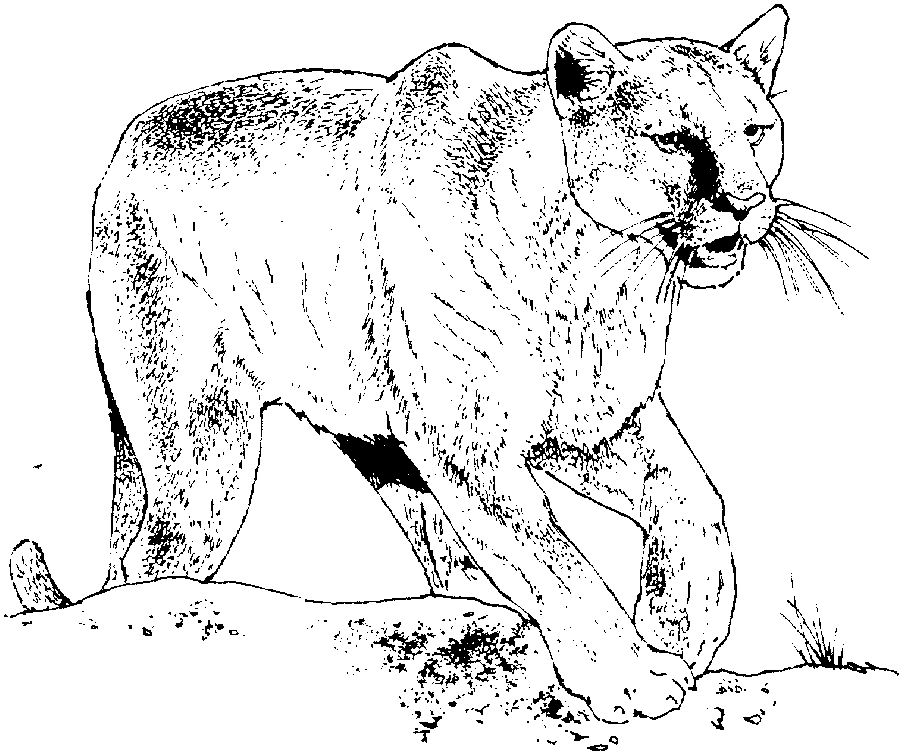Dibujo para colorear: Pantera (Animales) #15514 - Dibujos para Colorear e Imprimir Gratis