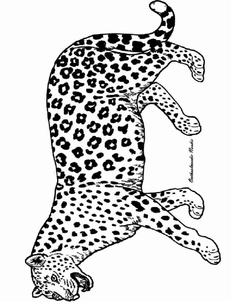 Dibujo para colorear: Pantera (Animales) #15520 - Dibujos para Colorear e Imprimir Gratis