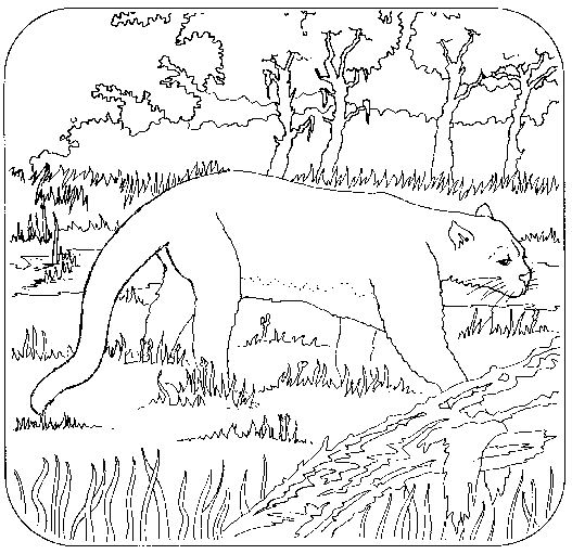 Dibujo para colorear: Pantera (Animales) #15547 - Dibujos para Colorear e Imprimir Gratis