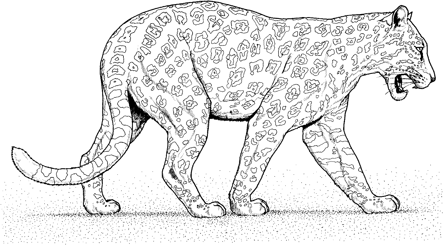 Dibujo para colorear: Pantera (Animales) #15617 - Dibujos para Colorear e Imprimir Gratis