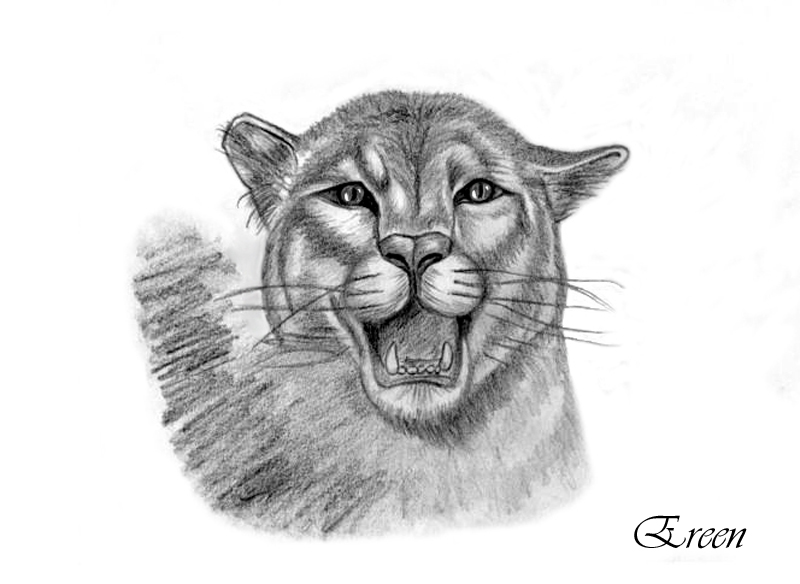Dibujo para colorear: Pantera (Animales) #15650 - Dibujos para Colorear e Imprimir Gratis