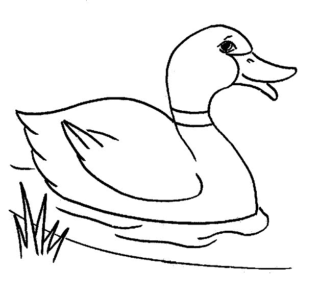 Dibujo para colorear: Pato (Animales) #1441 - Dibujos para Colorear e Imprimir Gratis