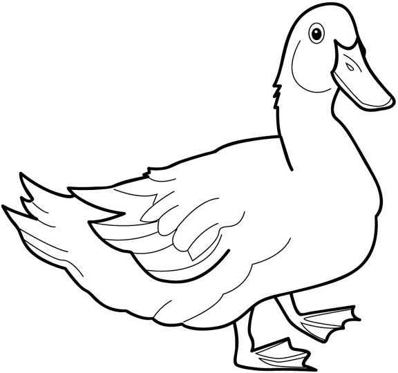 Dibujo para colorear: Pato (Animales) #1452 - Dibujos para Colorear e Imprimir Gratis
