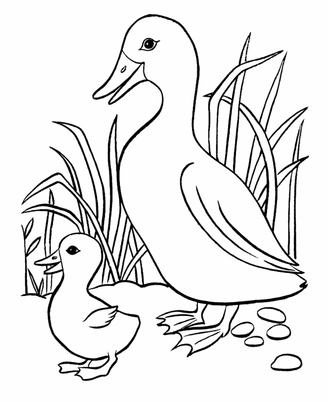 Dibujo para colorear: Pato (Animales) #1471 - Dibujos para Colorear e Imprimir Gratis