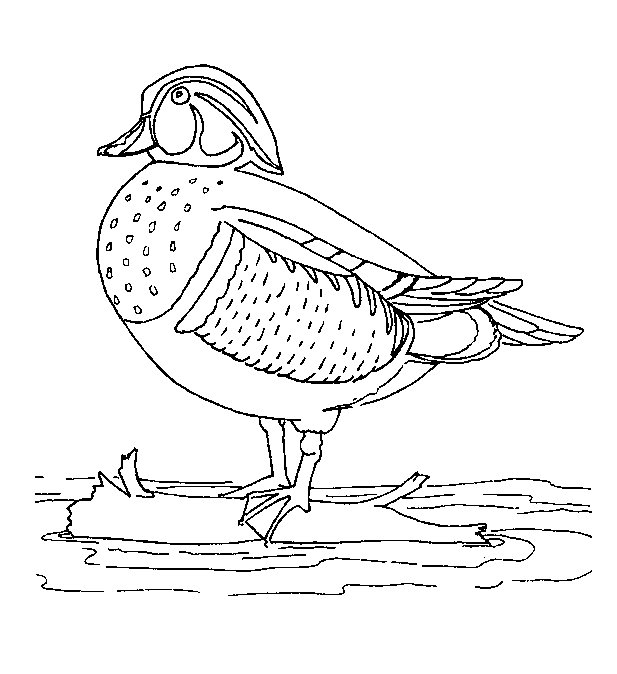 Dibujo para colorear: Pato (Animales) #1478 - Dibujos para Colorear e Imprimir Gratis