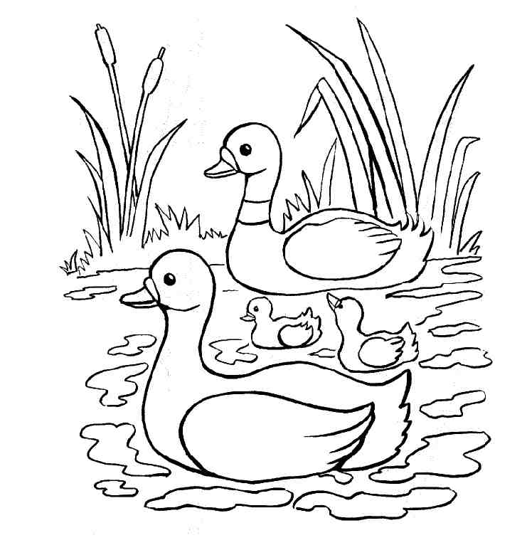 Dibujo para colorear: Pato (Animales) #1487 - Dibujos para Colorear e Imprimir Gratis